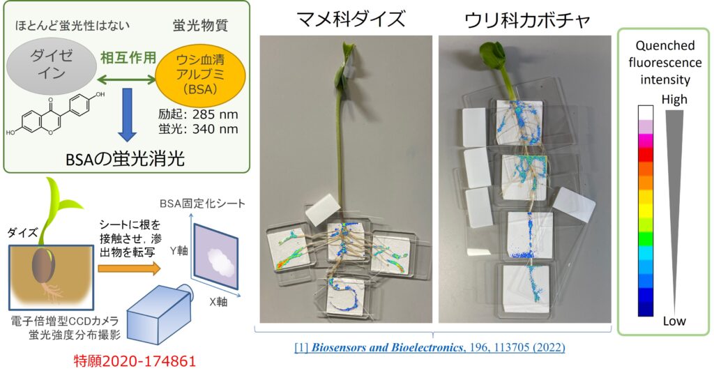 BSA固定化シートによるダイズイソフラボンのイメージング – 小野寺研究室 Onodera laboratory
